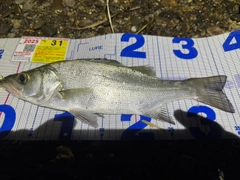 セイゴ（ヒラスズキ）の釣果