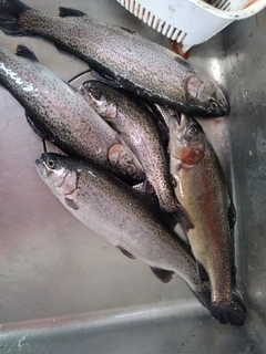 ニジマスの釣果