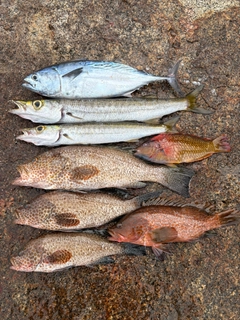 スマガツオの釣果