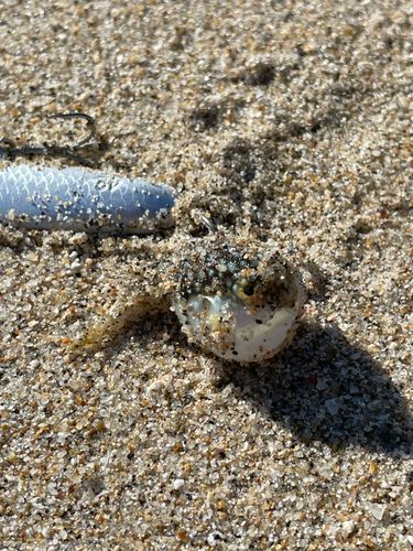 アカメフグの釣果