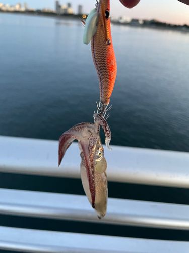 ヒイカの釣果