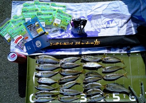 マアジの釣果
