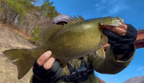 スモールマウスバスの釣果