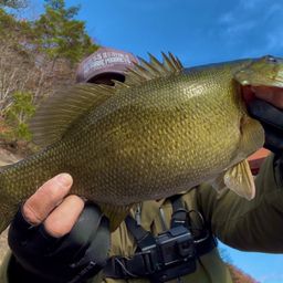 スモールマウスバス