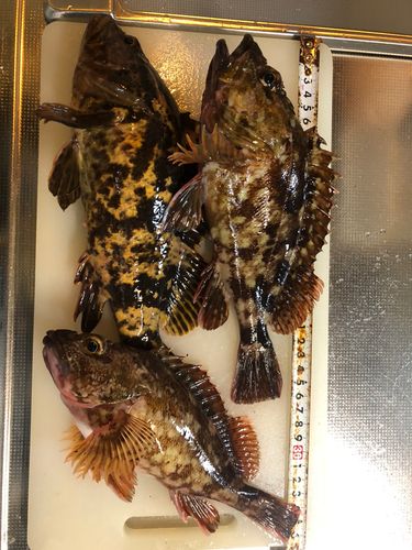 ベッコウゾイの釣果