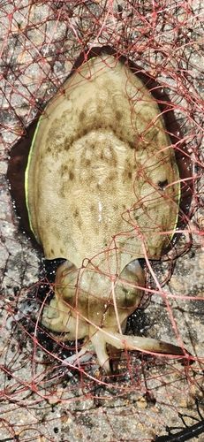 モンゴウイカの釣果