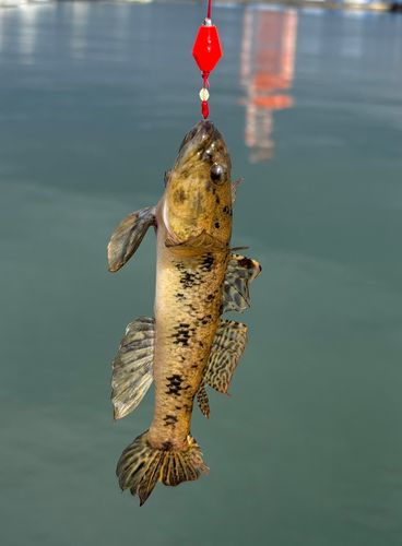 ウロハゼの釣果