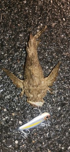 オニオコゼの釣果