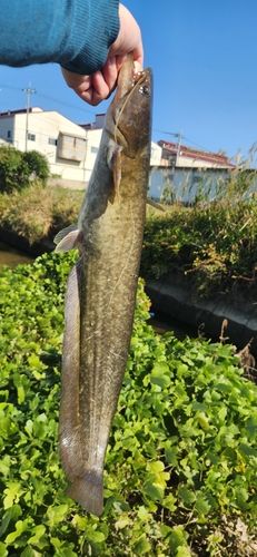 ナマズの釣果