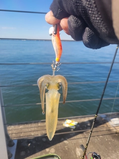 ヒイカの釣果