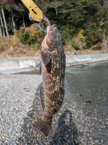 アイナメの釣果