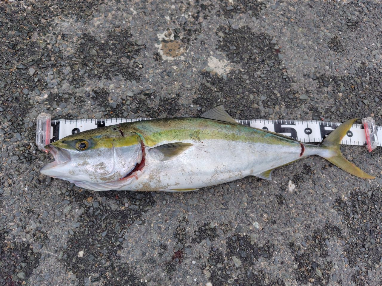 GCRAFT セブンセンスTR モンスターサーフ MSS-1052-TRの最安値