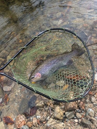 ニジマスの釣果