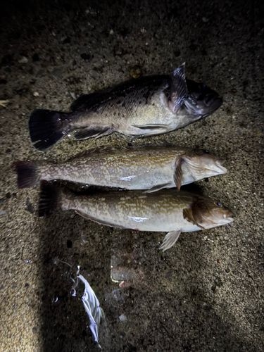 アイナメの釣果