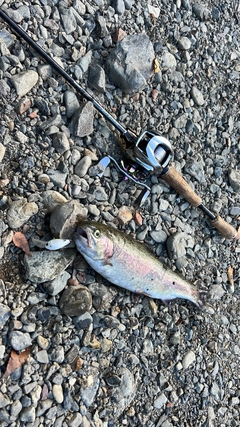 ニジマスの釣果