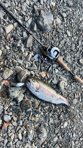 ニジマスの釣果