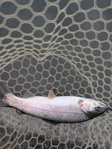 ニジマスの釣果