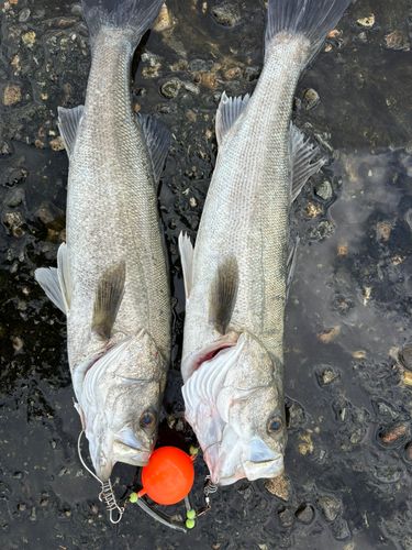 シーバスの釣果