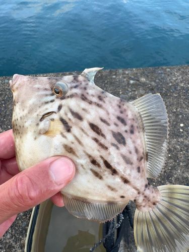 カワハギの釣果