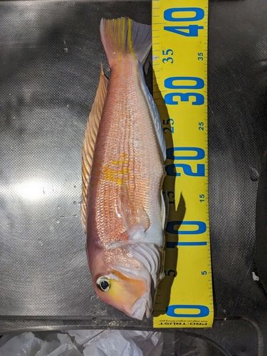 アマダイの釣果