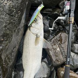 フッコ（ヒラスズキ）