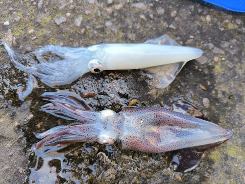 ヒイカの釣果