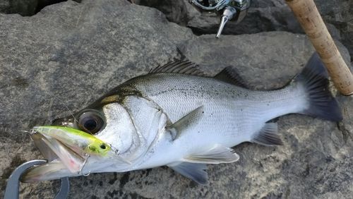 ヒラスズキの釣果