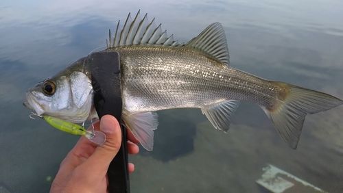 セイゴ（ヒラスズキ）の釣果