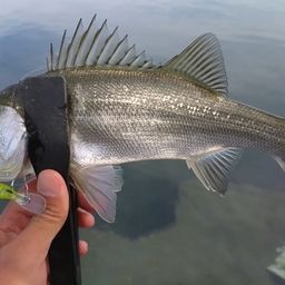 セイゴ（ヒラスズキ）