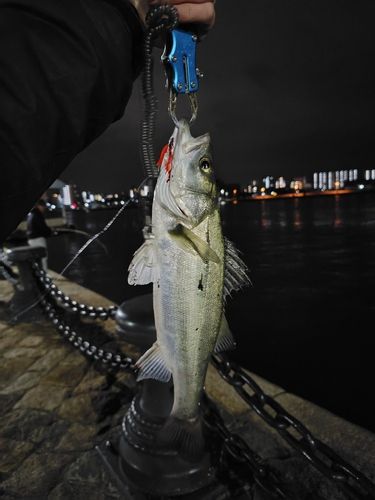 セイゴ（マルスズキ）の釣果