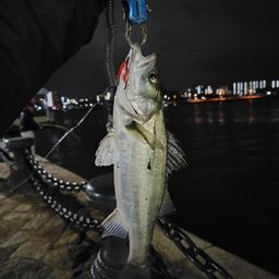 セイゴ（マルスズキ）