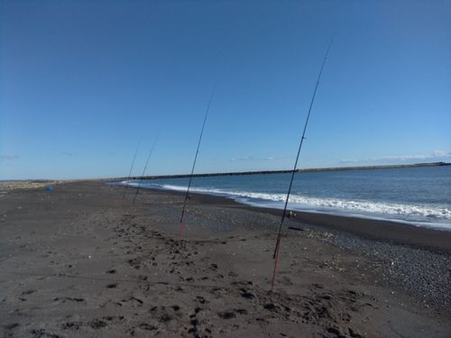 アメマスの釣果