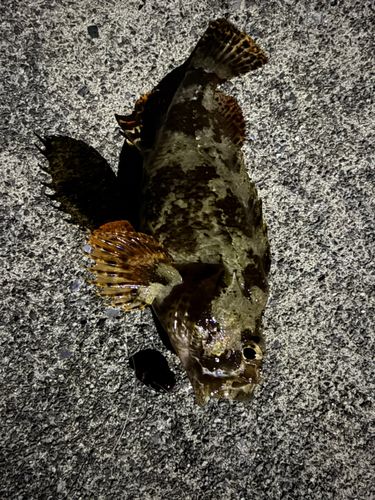 ベッコウゾイの釣果