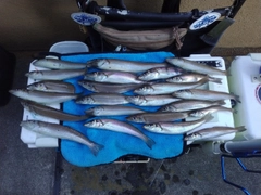 シロギスの釣果