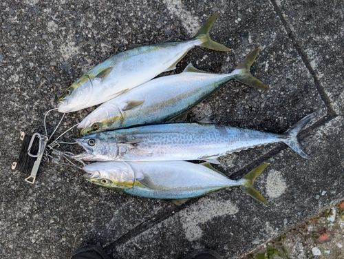 周防大島（屋代島）