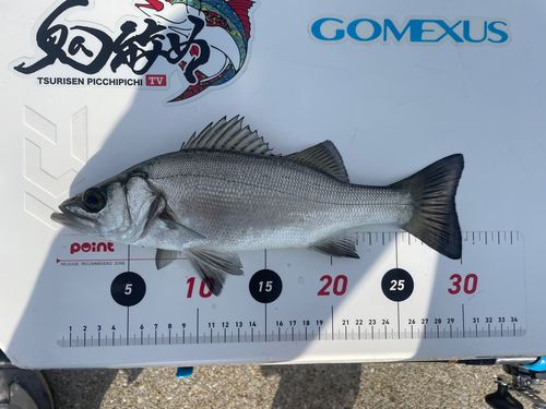 セイゴ（ヒラスズキ）の釣果