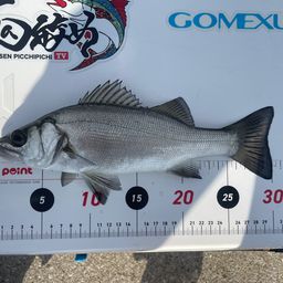 セイゴ（ヒラスズキ）