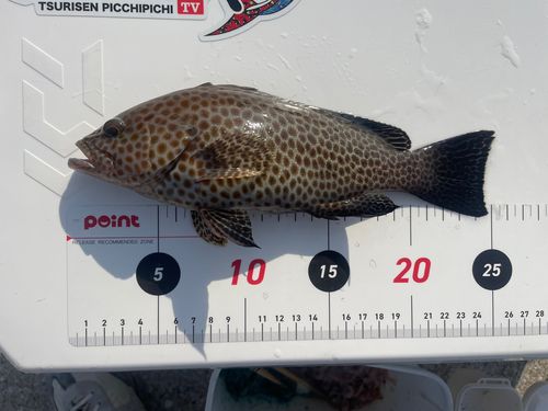 オオモンハタの釣果