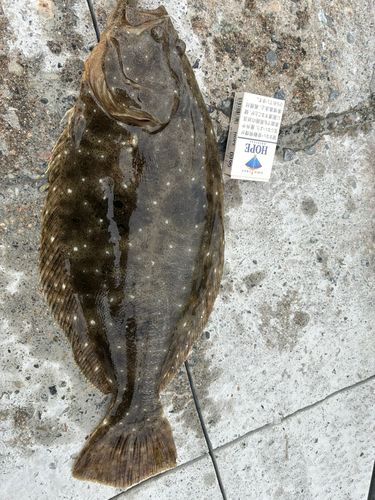 ヒラメの釣果