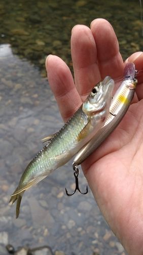 オイカワの釣果