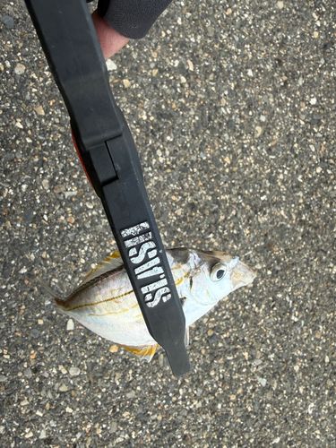 ヒイラギの釣果