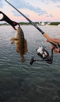 カンモンハタの釣果
