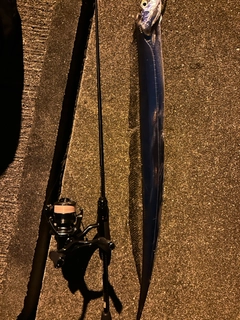 タチウオの釣果