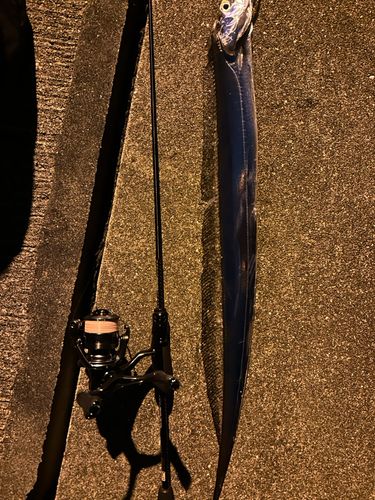 タチウオの釣果