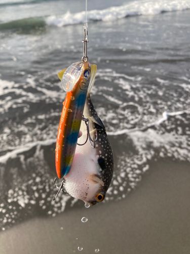 クサフグの釣果