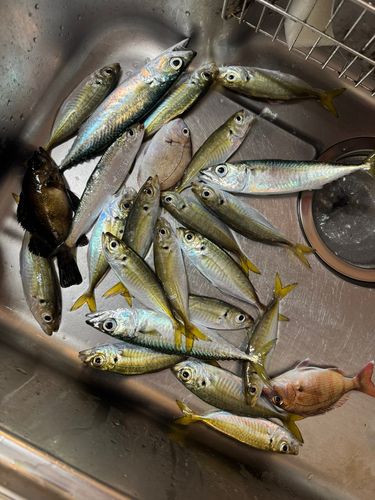 アジの釣果