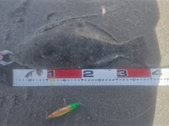 ヒラメの釣果