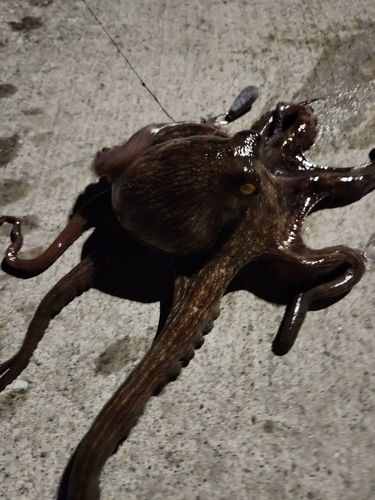 金沢水際線緑地（福浦岸壁）