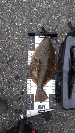 ヒラメの釣果