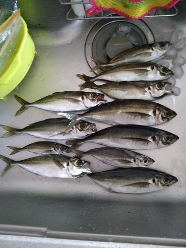 アジの釣果